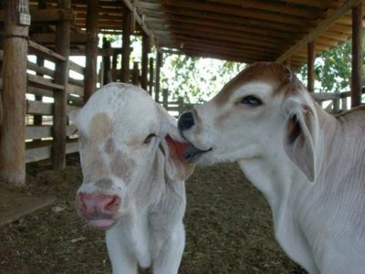 How to Save an Orphaned Calf Image